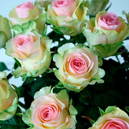 Долгоцветущие сорта роз – какие сорта выбрать чтобы радовали все лето