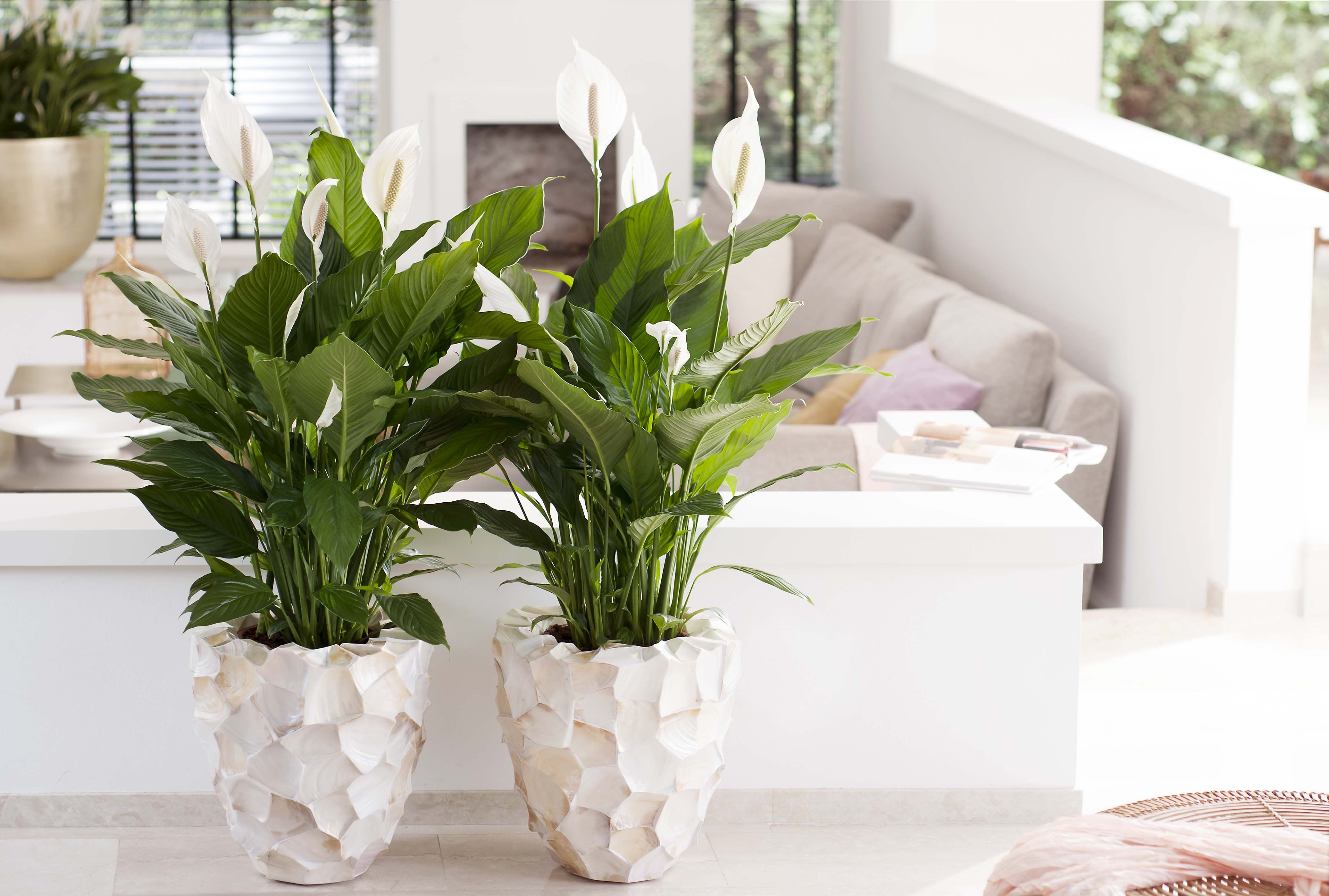 Самые полезные комнатные растения: целебный воздух в вашем доме